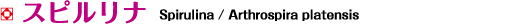 スピルリナ Spirulina / Arthrospira platensis
