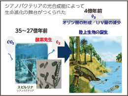 スピルリナ Spirulina / Arthrospira platensis