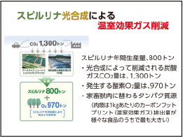 スピルリナ Spirulina / Arthrospira platensis