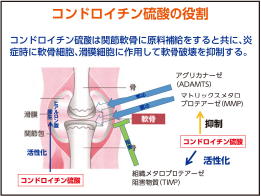 SCP コンドロイチン硫酸タンパク複合体
